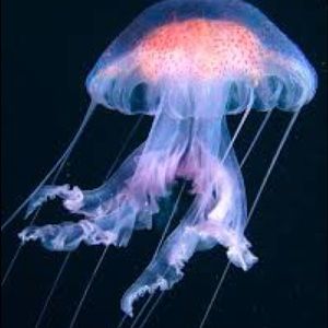 Meet your Posher, Cassidy